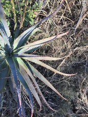 Aloe mutabilis