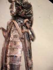 Ellipes minuta
