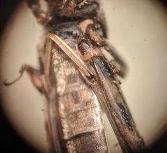 Ellipes minuta