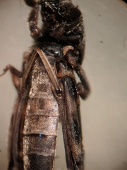Ellipes minuta