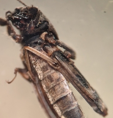 Ellipes minuta
