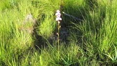 Disa racemosa