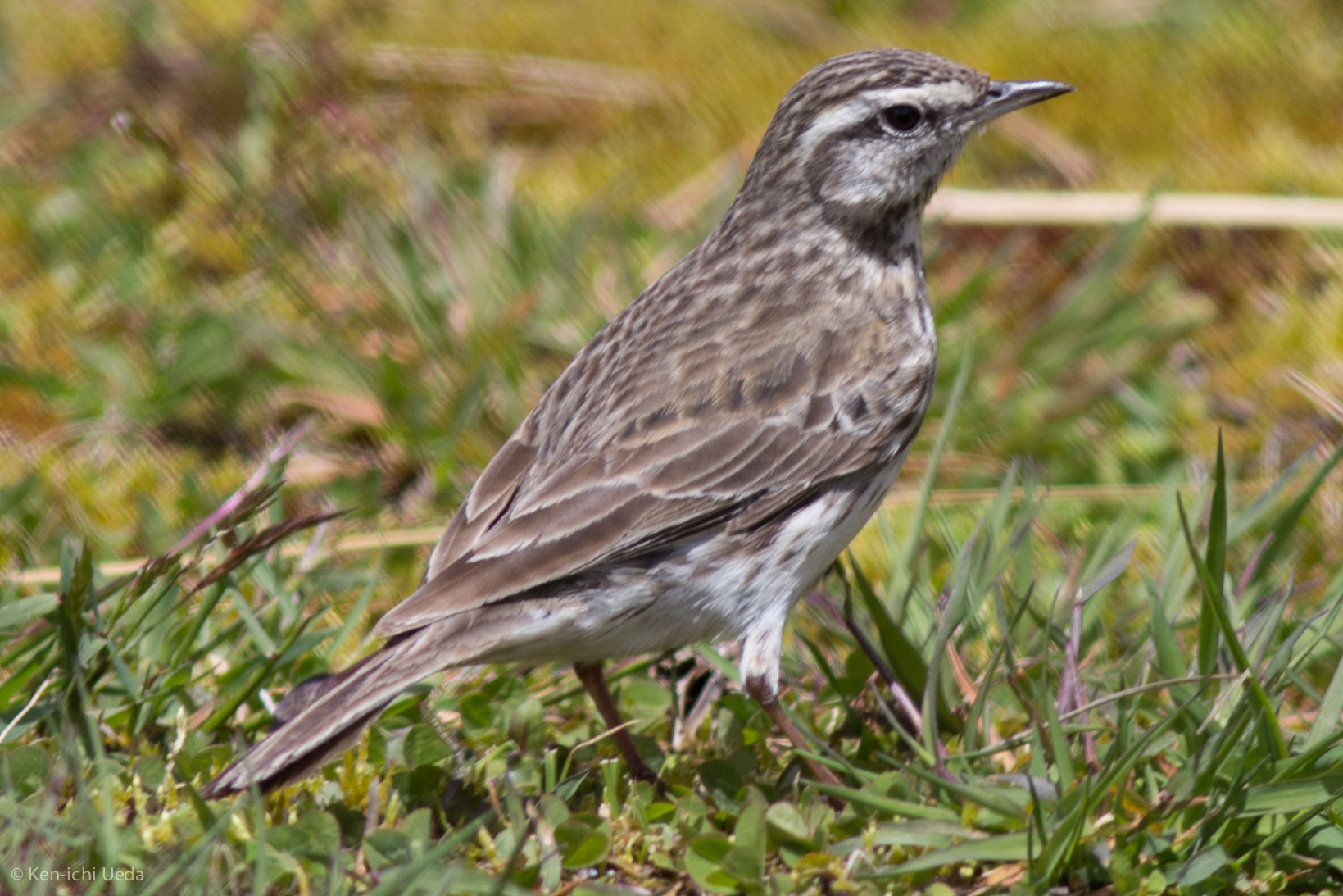 New Zealand Pipit