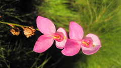 Disa racemosa