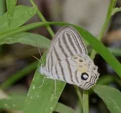 Splendeuptychia salvini