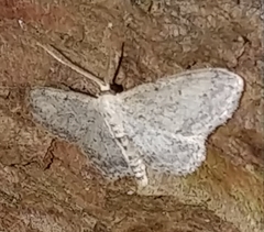 Idaea dimidiata