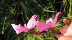Disa racemosa