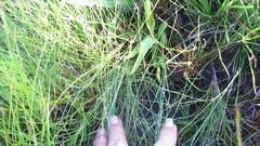 Disa racemosa