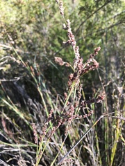 Machaerina rubiginosa