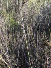 Machaerina rubiginosa