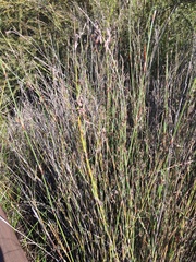 Machaerina rubiginosa