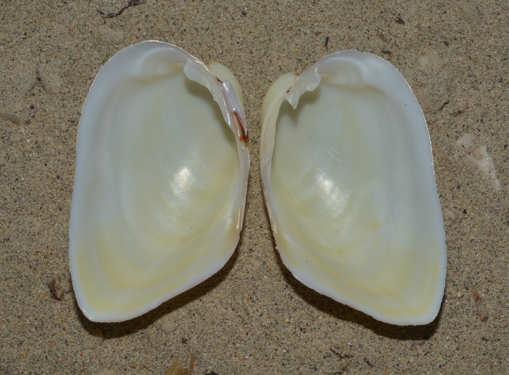 Glossocardia