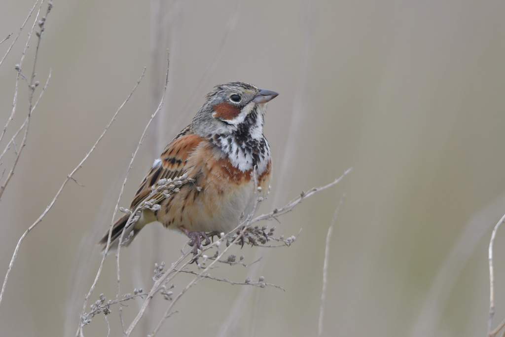 Chestnut-Eared Bunting