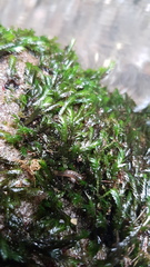 Fissidens rigidulus