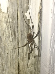 Hadrobunus maculosus