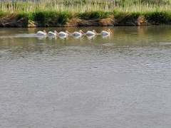 Pelecanus erythrorhynchos