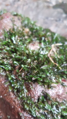 Fissidens rigidulus