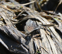 Erynnis icelus
