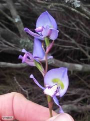 Disa graminifolia