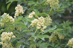 Sambucus williamsii