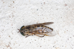 Hybomitra bimaculata
