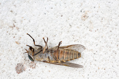 Hybomitra bimaculata