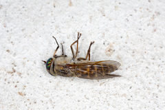 Hybomitra bimaculata