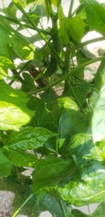 Cnidoscolus aconitifolius aconitifolius