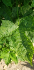 Cnidoscolus aconitifolius aconitifolius