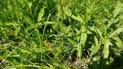 Pedicularis lanceolata