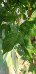 Cnidoscolus aconitifolius aconitifolius