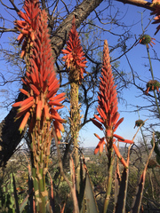 Aloe mutabilis