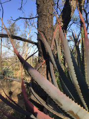 Aloe mutabilis