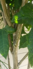 Cnidoscolus aconitifolius aconitifolius