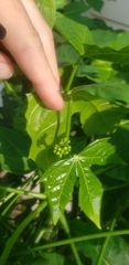 Cnidoscolus aconitifolius aconitifolius