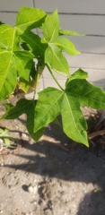 Cnidoscolus aconitifolius aconitifolius