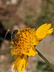 Calliopsis