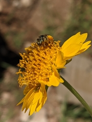 Calliopsis