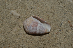 Conus catus
