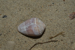 Conus catus