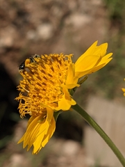 Calliopsis