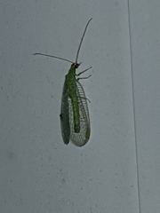 Chrysopa oculata