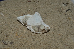 Cymatiidae