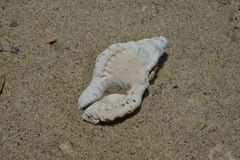 Cymatiidae