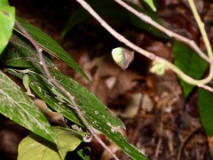 Arhopala trogon