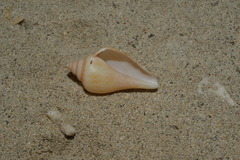 Laevistrombus canarium