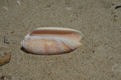 Oliva miniacea