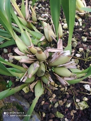 Caucaea