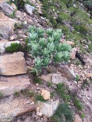 Leucospermum conocarpodendron conocarpodendron