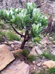Leucospermum conocarpodendron conocarpodendron